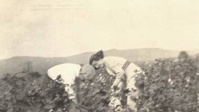 Cotton fields in Madison county Alabama