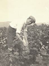 Picking cotton in Madison county Alabama