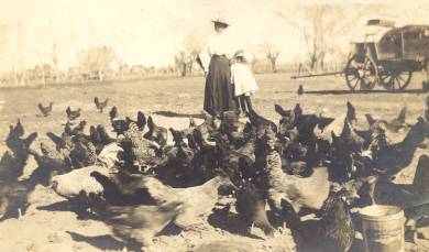 Unknown tending the chickens in Gurley Alabama
